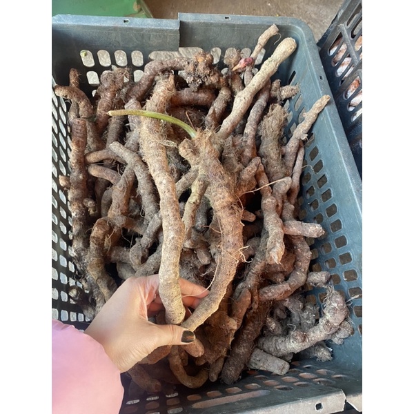 1kg Rễ Tứn khửn tươi - Lai Châu