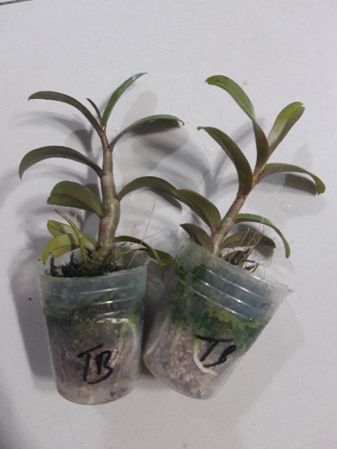 Phi điệp Nù tam bố giống