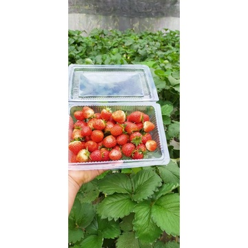 Dinh dưỡng thủy canh hydrolindo chuyên dụng cho rau ăn lá và cây ăn quả