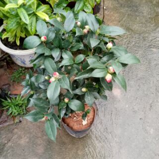 Cây hoa trà my đỏ