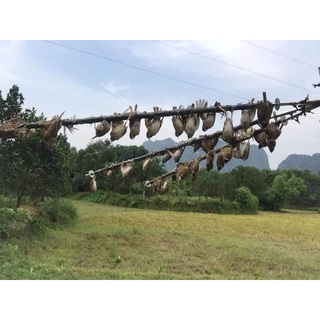 Keo bẫy chim xe sẻ dính chim khỏi thoát