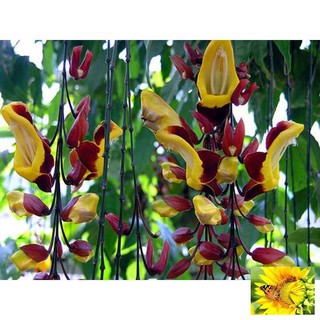 Gói 10 Hạt Hoa dây leo móng cọp xanh và hoa dây leo móng cọp vàng 7 sắc 10 hạt