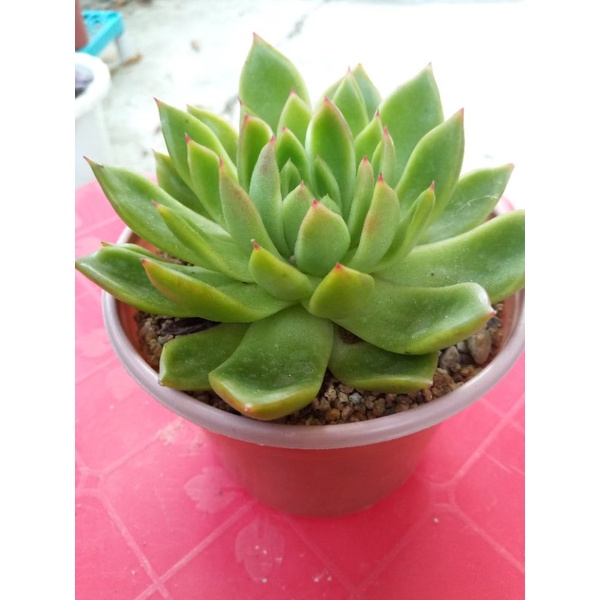 Sen đá cánh nhọn size 9cm