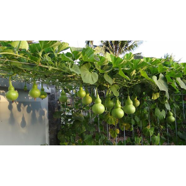 1 gói hạt giống bầu hồ lô