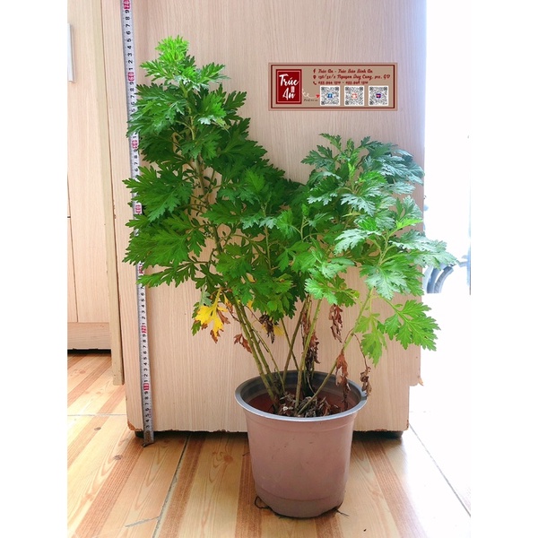 Cây giống ngải cứu - có hàng trong 30p, dùng hầm gà, chiên trứng, làm th.uốc. Cây cao kh.oẻ nhiều nhánh