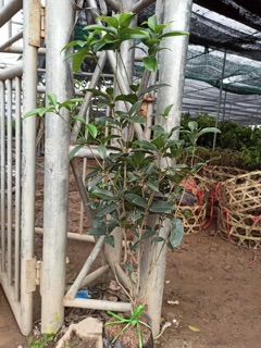 Mộc hương ta cao 50cm