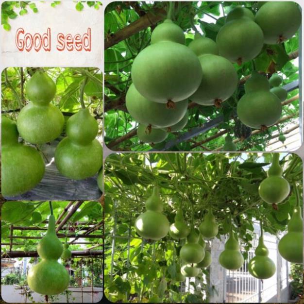 Hạt giống bầu hồ lô cao sản f1