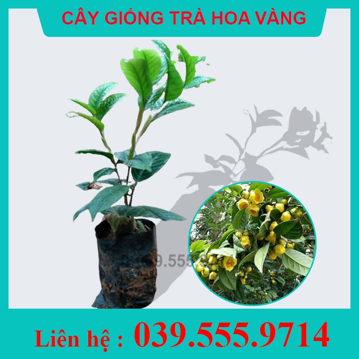 2 Cây Giống Trà Hoa Vàng - Cây Nguyên Bầu, Siêu Đẹp