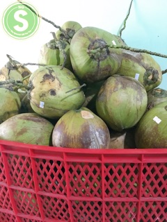 Mứt Dừa Sáp Trà Vinh 0.5 kg