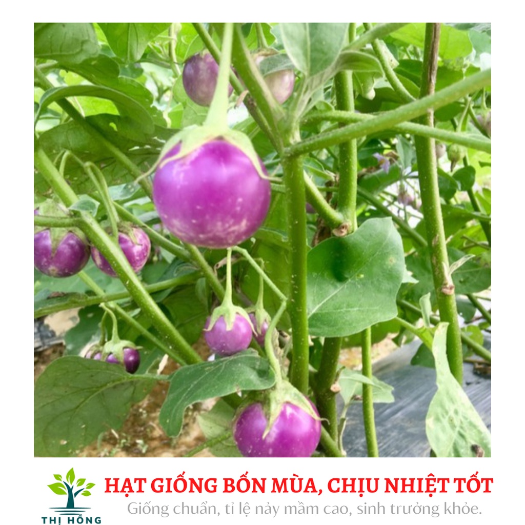 Hạt giống cà pháo tím 2g .