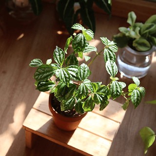 Cây Pilea cadierei Aluminum (Hổ Nhĩ Trắng Aluminum, Mao Đài Trổ Aluminum, Cỏ Gấm)