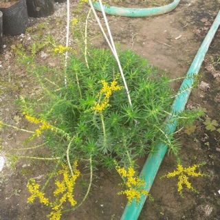 Cây sao băng
