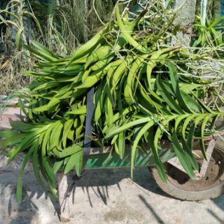 Lan Mokara cây giống màu đỏ