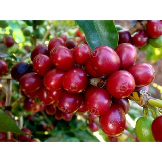 CÀ PHÊ ROBUSTA SẠCH NGUYÊN CHẤT 100% BUÔN MÊ THUỘT