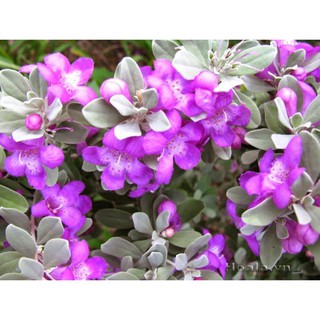 Sản phẩm CÂY TUYẾT SƠN PHI HỒNG hoa tím, sai hoa cực đẹp CÂY NGUYÊN CHẬU + Tặng (0,3kg) phân hữu cơ cao cấp