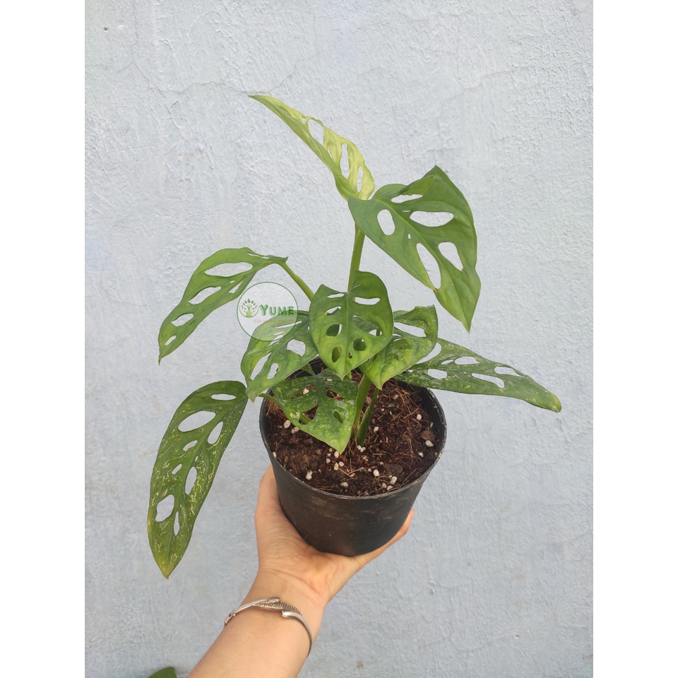 Cây  Monstera Adansoni  cây lá kiểng trang trí ban công, nhà cửa đẹp - xanhshop22