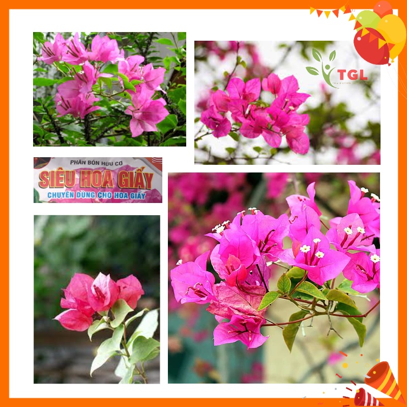 Phân Bón Hữu Cơ Siêu Hoa Giấy - Phân bón Hoa Giấy - Giúp Tậu Tán, Cứng Cây, Ra Nhiều Hoa, Gói 700gr