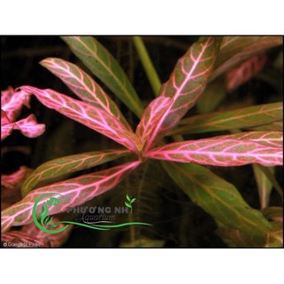 Cây thuỷ sinh Sun Set