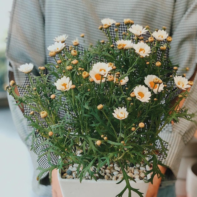 Cây giống cúc họa mi Pháp