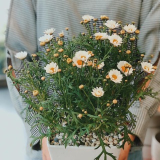 Cây giống cúc họa mi Pháp