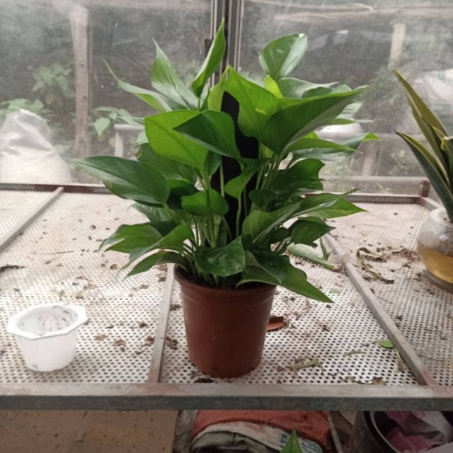 Cây trầu bà leo cột