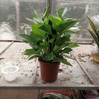 Cây trầu bà leo cột