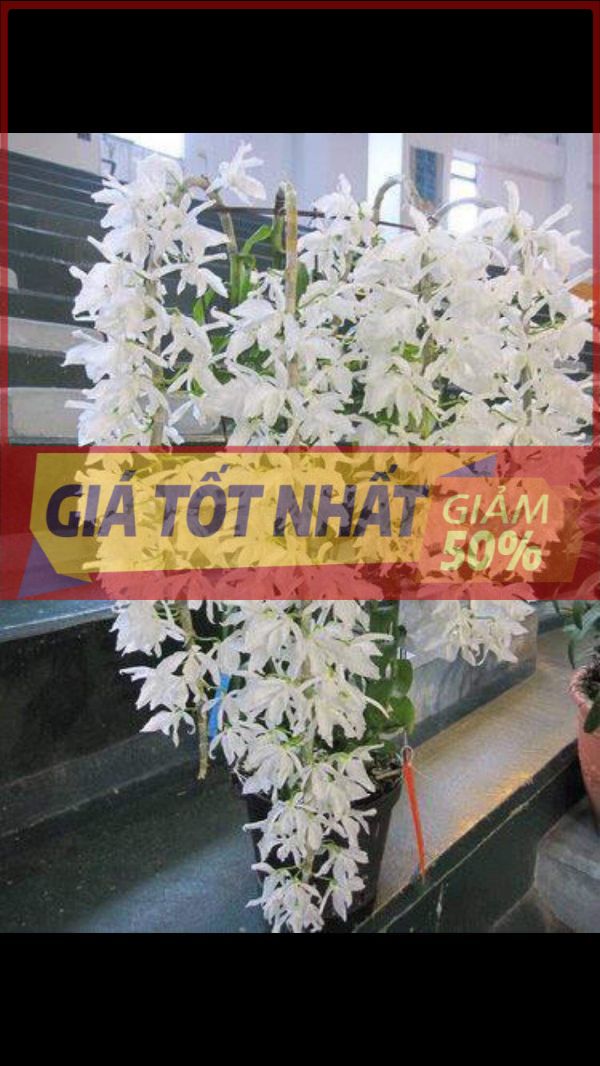 (giảm giá) phong lan phi điệp trắng cam kết chất lượng