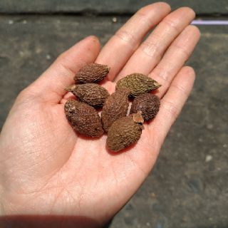 100g Hạt Đười ươi bay (NỞ 100%)
