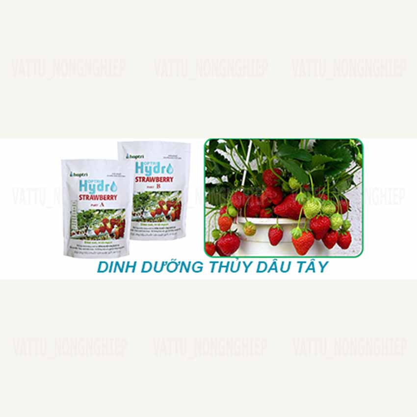 Dinh Dưỡng Thủy Canh Trồng Dâu Tây Hydro Strawberry (10kg) (HÀNG MỚI)