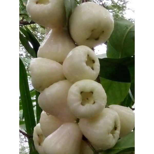 Giống Mận Trắng Thái Ngọt Thơm Cùi Dày