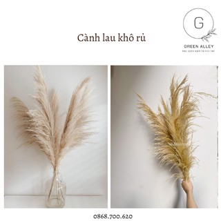 Cành lau khô rủ trang trí - 1 cành
