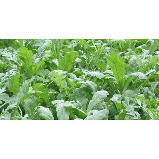 Hạt giống rau Cải cúc