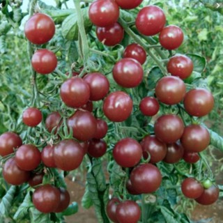 50 hạt giống cà chua socola nhiều dinh dưỡng