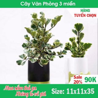 Cây Bàng lá tim nhỏ cẩm thạch đa tam phúc