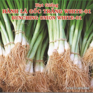 Hạt giống hành lá gốc trắng white-01 2gr