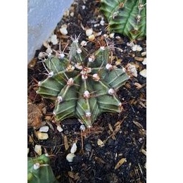 Xương rồng gymno vân đẹp size 5-6cm