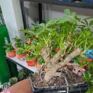 Cây Ngũ Da Bì bonsai ( đã bao gồm chậu )