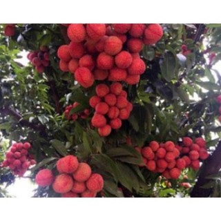 Cây vải thiều, đặc sản lục ngạn bắc giang