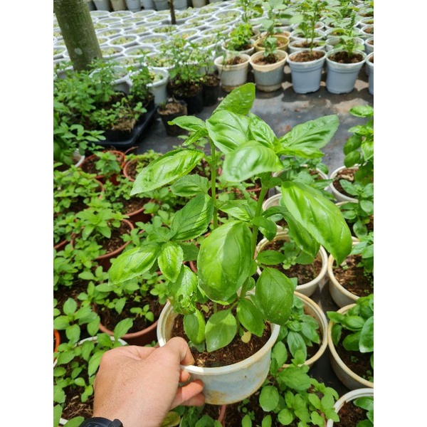 Cây Húng Tây Sweet Basil