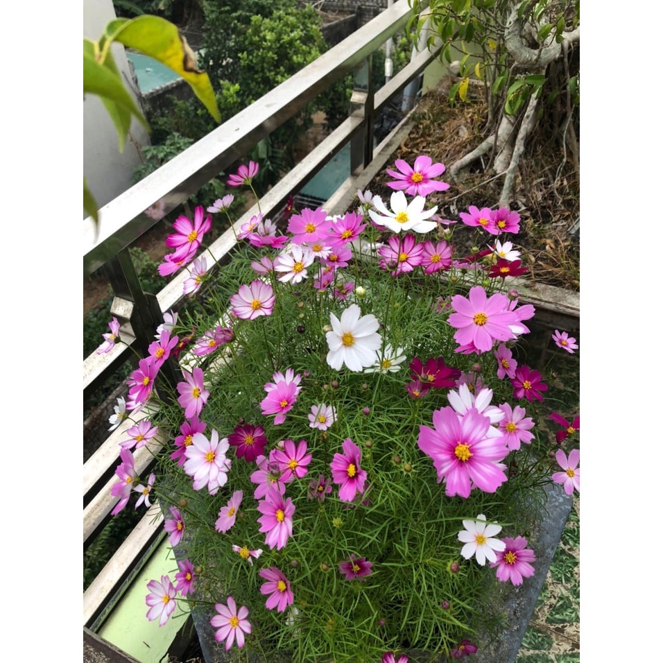 100h Hạt Giống Hoa Sao Nháy Mix Sensation - TaNe Garden