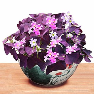 Cây Oxalis Triangularis (Bướm Đêm) chậu treo bí ngô