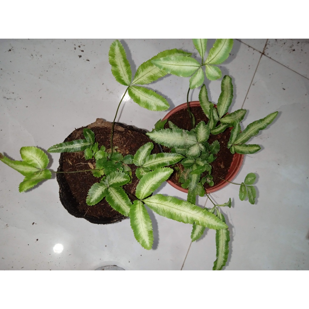 Cây dương xỉ cẩm thạch lá bản to