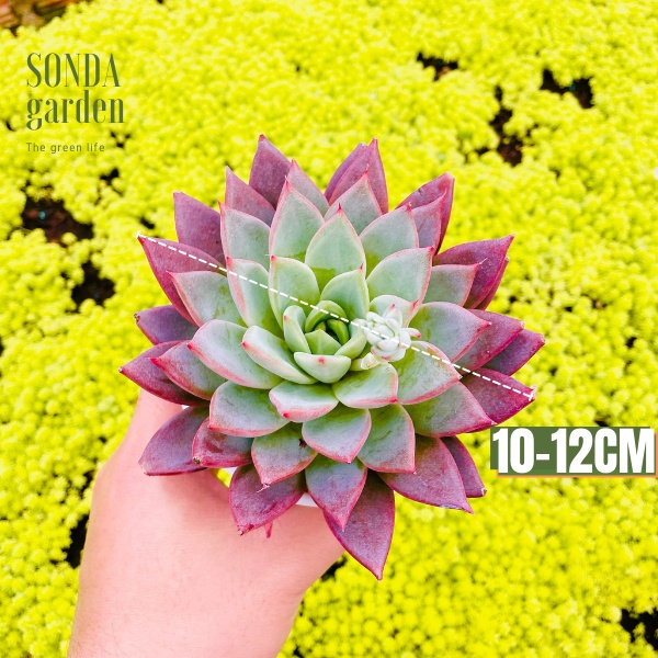 Sen đá mận tím SONDA GARDEN size trung bình 10cm, cây cảnh trang trí nhà cửa, lỗi 1 đổi 1
