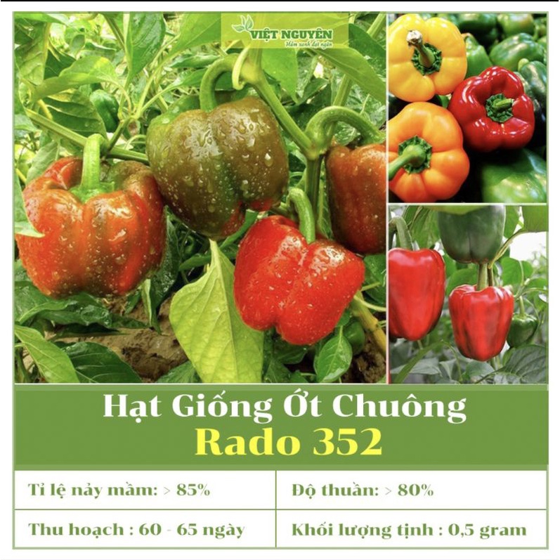 Hạt giống ớt chuông  Đà Lạt mix màu hãng Rạng Đông