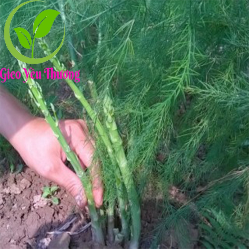 30 Hạt Giống Măng Tây Màu Xanh Dễ Trồng Bốn Mùa