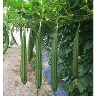 #Hạt_Giống_Mướp_Khía F1 (tặng kèm kích mầm + phân bón )