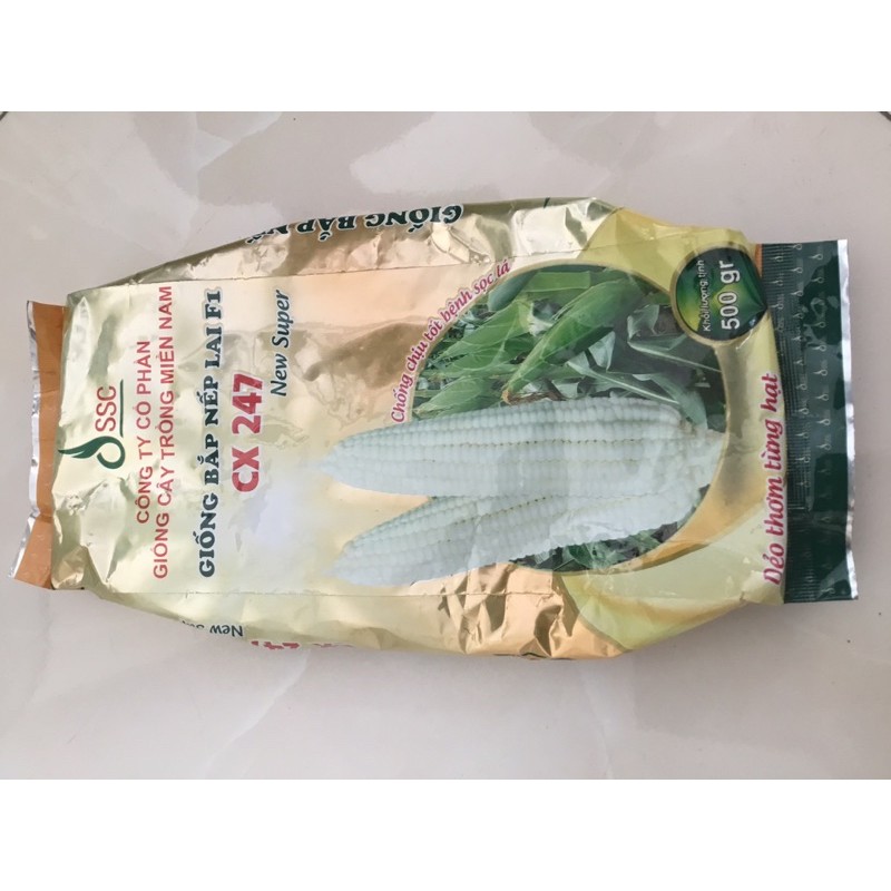 Hạt giống bắp nếp lai F1 CX 247 gói 500g