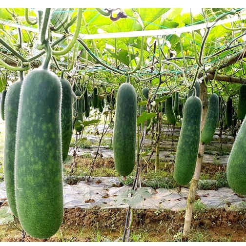 Deal 1K - Hạt giống bí sặt cao sản (bí đao xanh) - Tập làm vườn cùng  ( tặng kèm thuốc kích mầm ra rễ)