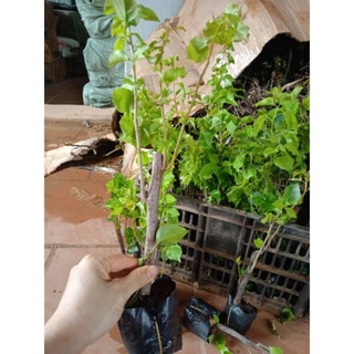 COMBO 5 CÂY HOA GIẤY  MIX MÀU
