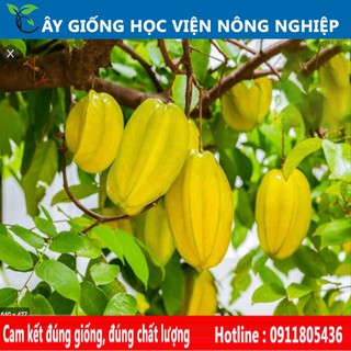 cây giống khế chua sai quả của viện nghiên cứu cây trồng nông nghiệp